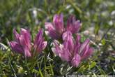 20050610_163604 Armeria Alpina.jpg